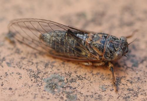 Réf. 186 027 : Tettigettula pygmea